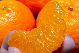 香りを食す！超熟成完熟！小ぶりな男気ぽんかん！（3kg約35玉前後）