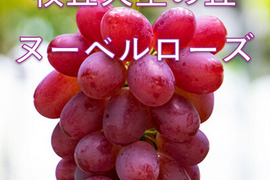 「牧丘天空の丘　ヌーベルローズ」 約1kg(2～3房) 10月1日～発送