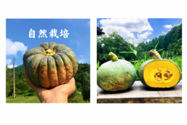 3kg自然栽培の固定種かぼちゃ🎃日本かぼちゃの小菊南瓜と東京かぼちゃセット　野菜