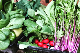 【お歳暮冬ギフト】生&乾燥Wでお得‼︎野菜尽くしセット+ドレッシング