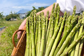 八甲田の恵み！太くて甘い夏のアスパラガス１kg