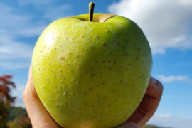 訳あり 王林 3キロ箱11～13玉