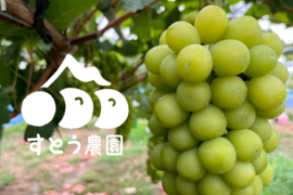 【個性ありお得】大きく、とにかく大きく育てたシャインマスカット（1.6~2kg２房～３房)