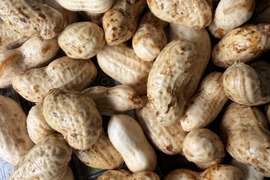 『採れたて発送』鮮度が命！ 生落花生500ｇ