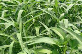 【農薬不使用】茎までやわらか！至宝の空芯菜（エンサイ）（500g）