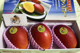 【夏ギフト】沖縄マンゴー『殿内之宝（どぅんちぬたから）』（家庭用1kg2~3玉）