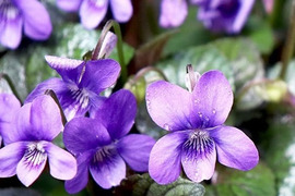2個セット 黒葉ビオラ ラブラドリカ ブルーガーデン カラーリーフ 宿根草 多年草 花壇苗 イングリッシュガーデン