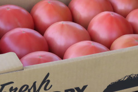『期間限定』mega tomato‼長野の自然が育てた恵み『陽の香り』