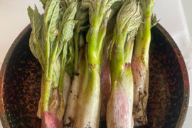 岩手県産　天然山ウド　山菜