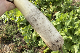 朝採れ発送！固定種＊山田ねずみだいこん＊葉付きミニだいこん＊5kg