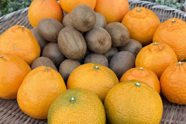 [送料500円引] 特盛フルーツセット8種