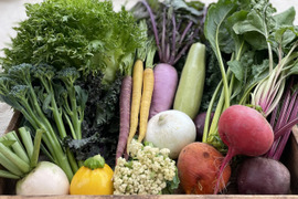 はじめてのお試ししおこぶ野菜セット（6種）