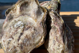 【4月限定・クマモトオイスターおまけ付き】天草の真牡蛎 <生食40個>