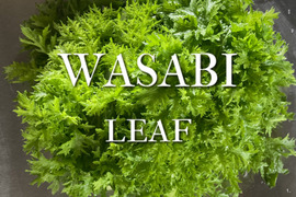 富山県産 わさび菜 約500g