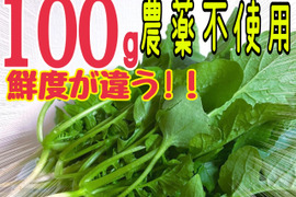 岡山県産の大根葉を100g