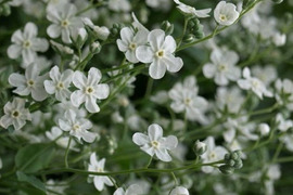 2個セット オンファロデス リトルスノーホワイト ホワイトガーデン イングリッシュガーデン 花苗 花壇苗