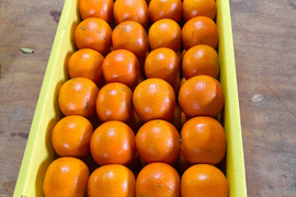 完熟タンカン　ご家庭用（5kg）Sサイズ限定