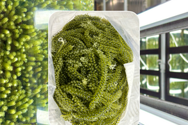 MOBACO育ちの海ぶどう 『大正SEA GRAPES』1キロ