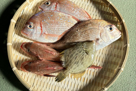 美味しいけん食べてみて
🐟未利用魚🐟詰め合わせ！
1.0kg～1.5kg前後(2〜4種類)80サイズ