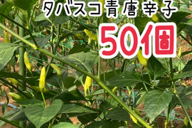 岡山県から直送の青唐辛子のタバスコ50個