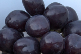「牧丘天空の丘　マスカットノワール」 約1kg(2～3房) 10月1日～発送
