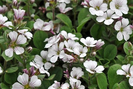 2個セット ジプソフィラ セラスティオイデス  イングリッシュガーデン ホワイトガーデン 花苗 多年草 宿根草