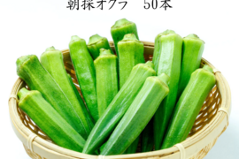 熊本県八代産　朝採おくら　５０本