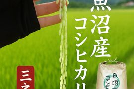 魚沼市で作った美味しいお米  精米  魚沼産コシヒカリ 20㎏  令和7年産