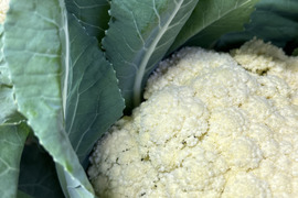 カリフローレ　60サイズ