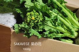 菜の花 1000g