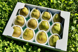 【ラフランス専業農家が贈る】大玉！山形県産ラ・フランス  5kg 特秀 12〜14玉入り【特秀品】【贈答用】【冬ギフト】熨斗対応可
