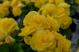 【贈答用】可愛らしい鮮やかな黄色のベゴニアです。エラチオールベゴニア【ブリッツ】4.5寸