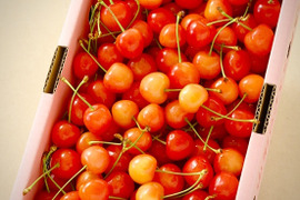 【 紅秀峰 】さくらんぼ 山形県天童産 訳あり 700g 秀•特秀
