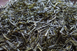 お茶・茶葉　農薬・肥料不使用　緑茶（2023） 煎茶 在来種 新茶 加茂自然農園のお茶