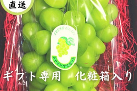 貰って喜ばれる 大人気 シャインマスカット 1房 【ギフト用大】化粧箱入り18度越え 高級葡萄 プレゼント 誕生日 贈答用