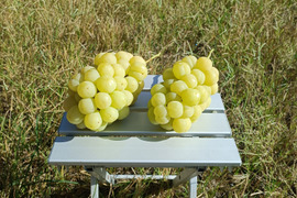 岡山県産瀬戸ジャイアンツ(2kg)3〜5房