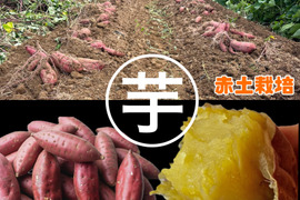 焼き芋屋が育てた
富山県立野原産赤土べにはるか10kg