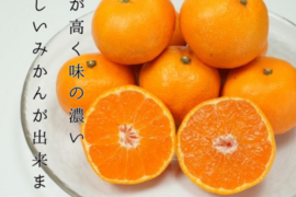 極上小玉みかん2kg