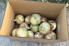 とにかく甘い！淡路島 新玉ねぎ 品種:七宝（秀品・10kg）