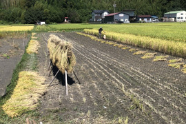 【年内にお届けできる商品】もちもち！ご馳走畑のご馳走米　令和６年新米静岡県産コシヒカリ白米（自然栽培）ご家庭用・4.5kg