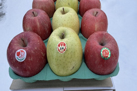 サンふじ＆王林　家庭用　約３キロ　クリスマスカラーの詰合せをサンタりんご園よりお届け