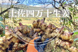 高知土佐四万十生姜 1.5kg【栽培時農薬不使用・化学肥料不使用】