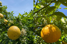 果物の検索結果 食べチョク