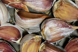 ※数量限定販売【農薬・化学肥料不使用栽培】青森県産 在来種　兼平にんにく　100ｇ（ポスト投函便）