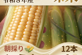 朝どれ新鮮　味来　とうもろこし１２本