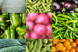 【農薬化学肥料不使用】朝採り！信州伊那谷★旬の野菜セット Mサイズ (金曜発送)