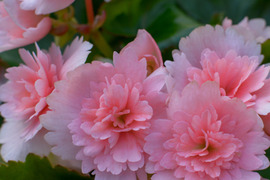 【贈答用】上品なペールピンクとギザギザの花弁が個性的なエレガントな品種です。エラチオールベゴニア【クリスティーフリンジ】4.5寸