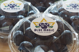 「パリッ！」とした食感　人気の特大粒～大粒ブルーベリーユーリカ 110g×４パック化粧箱入り