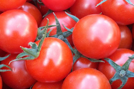 【味に自信あり】豊川産土耕栽培ミニトマト　２kg