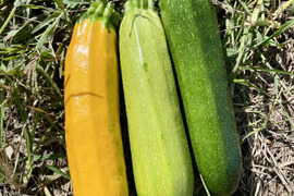 濃甘！ズッキーニ3色 6kg 農薬・化学肥料不使用